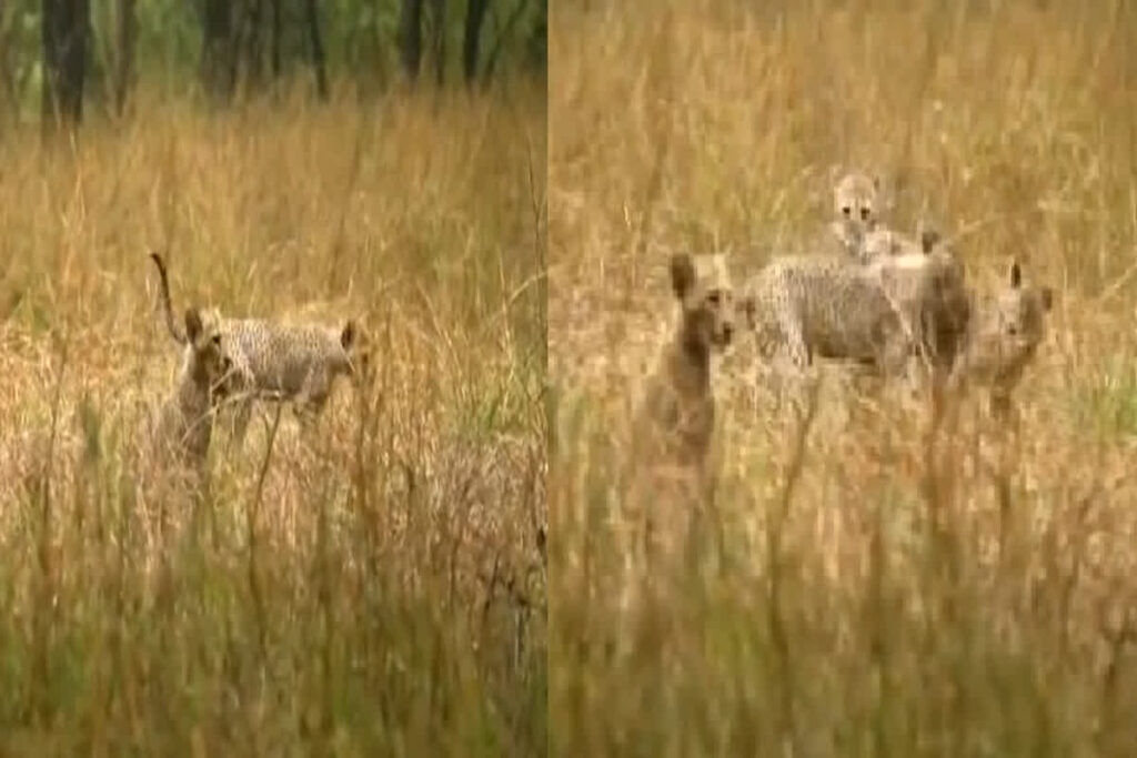 Video of Cheetah 'Gamini' in Kuno