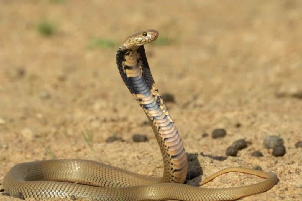 angry young man bit snake