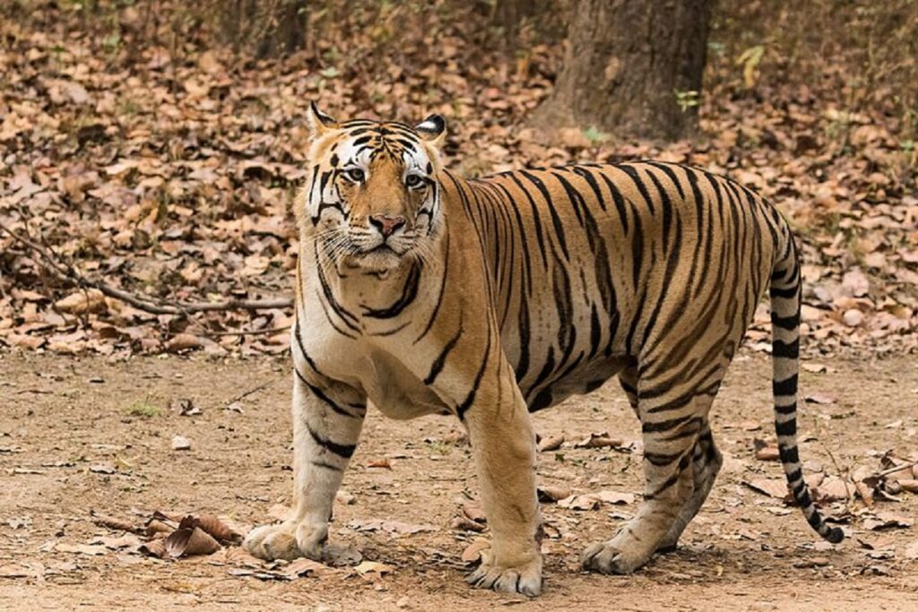 Death of Tigers in MP