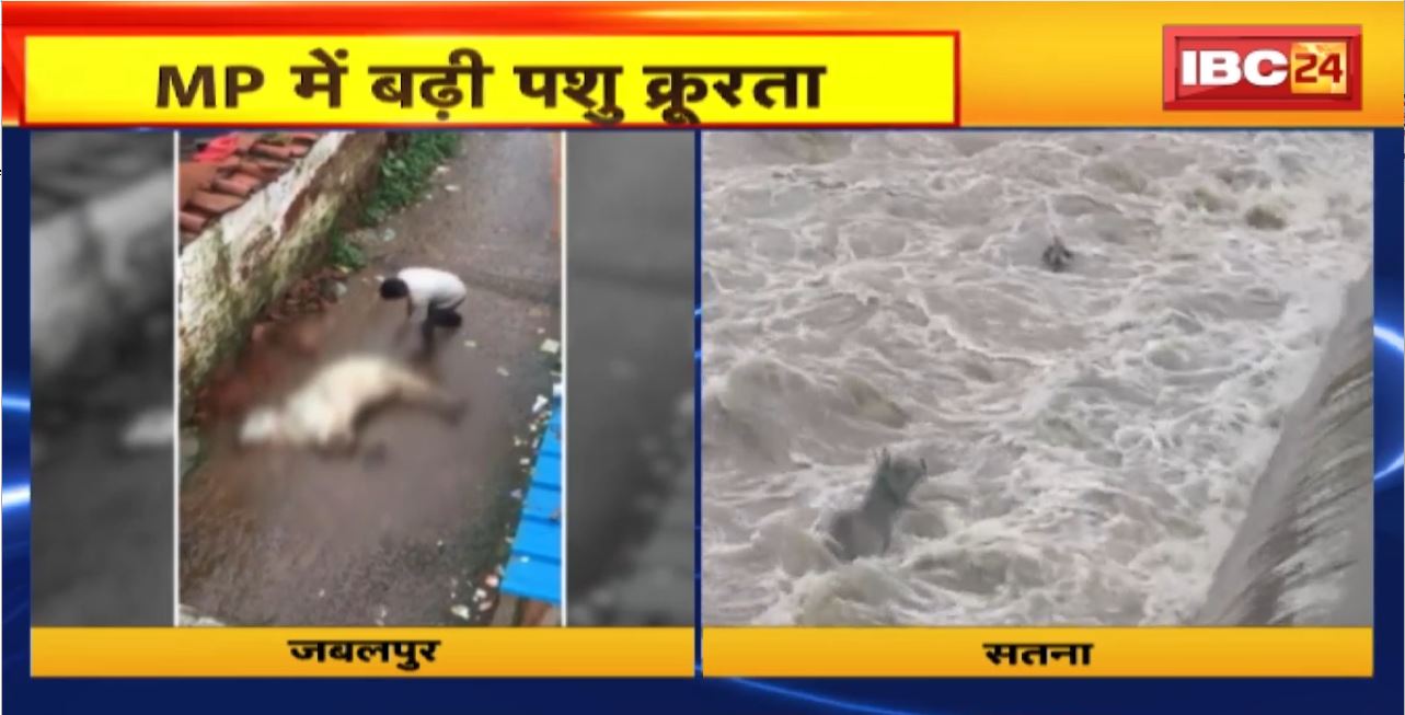 Animal Cruelty in MP : प्रदेश में बढ़ी पशु क्रूरता। मानवों का अमानवीय चेहरा..देखिए ये तस्वीरें