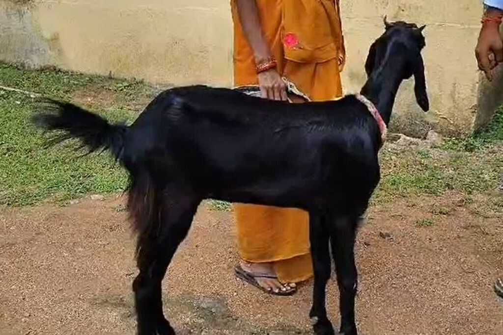 Bakri ke Sath Rape