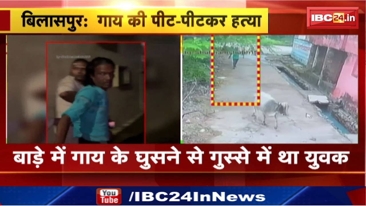 Bilaspur News : गाय की पीट-पीटकर हत्या | गर्भ से थी गाय, पिटाई से हुई मौत