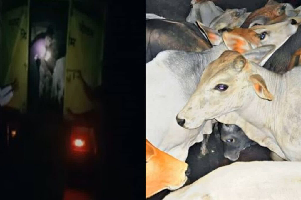 Cow Smuggling in Bhopal