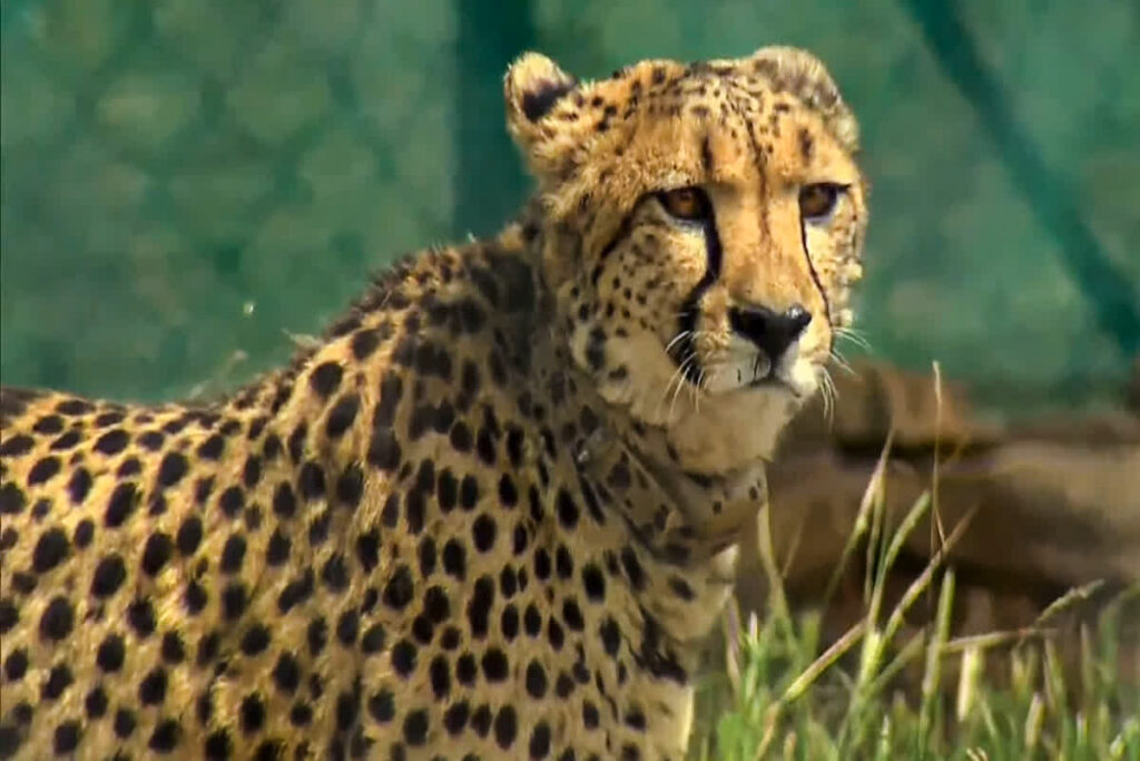 Namibian Cheetah Pawan dies