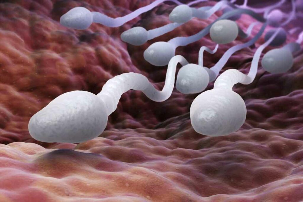 Sperm Count Increase