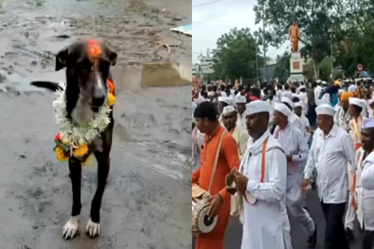 Dog’s love for his owner: इसे कहते हैं वफादार साथी… भीड़ में बिछड़े कुत्ते को खींच लाया मालिक का प्यार, 200 KM पैदल चल पहुंचा घर