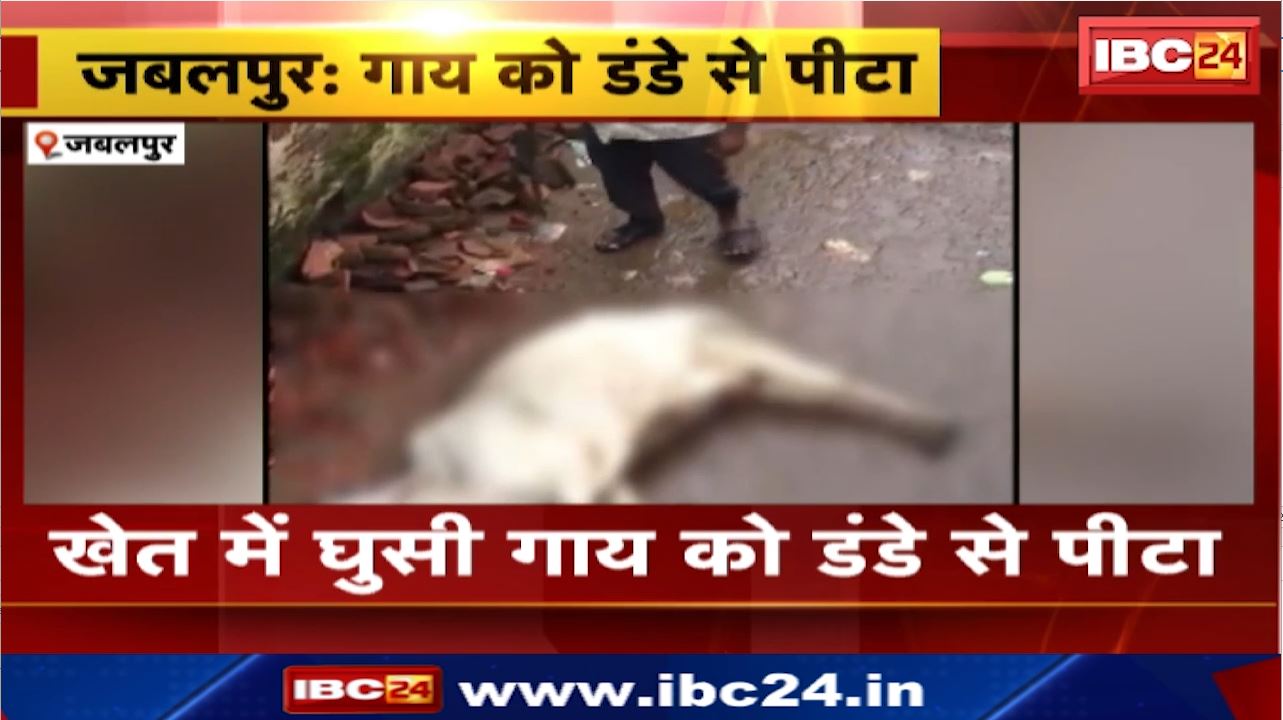 Jabalpur News : खेत में घुसी गाय को डंडे से पीटा | पनागर थाने के मटामर गांव का मामला
