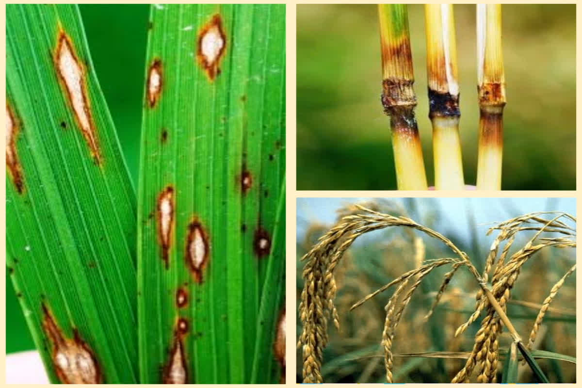 Dhan Me Tana Chedak ki Dawa: अब किसानों का कुछ नहीं बिगाड़ पाएगा ‘तना छेदक कीट’, वैज्ञानिकों ने खोज निकाला रामबाण इलाज