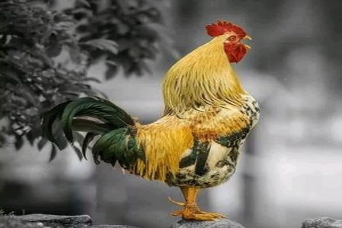 Chicken Price: सावन खत्म, अब मुर्गे के दामों में आएगा उछाल, खरीदने में लोगों के छूटेंगे पसीनें!