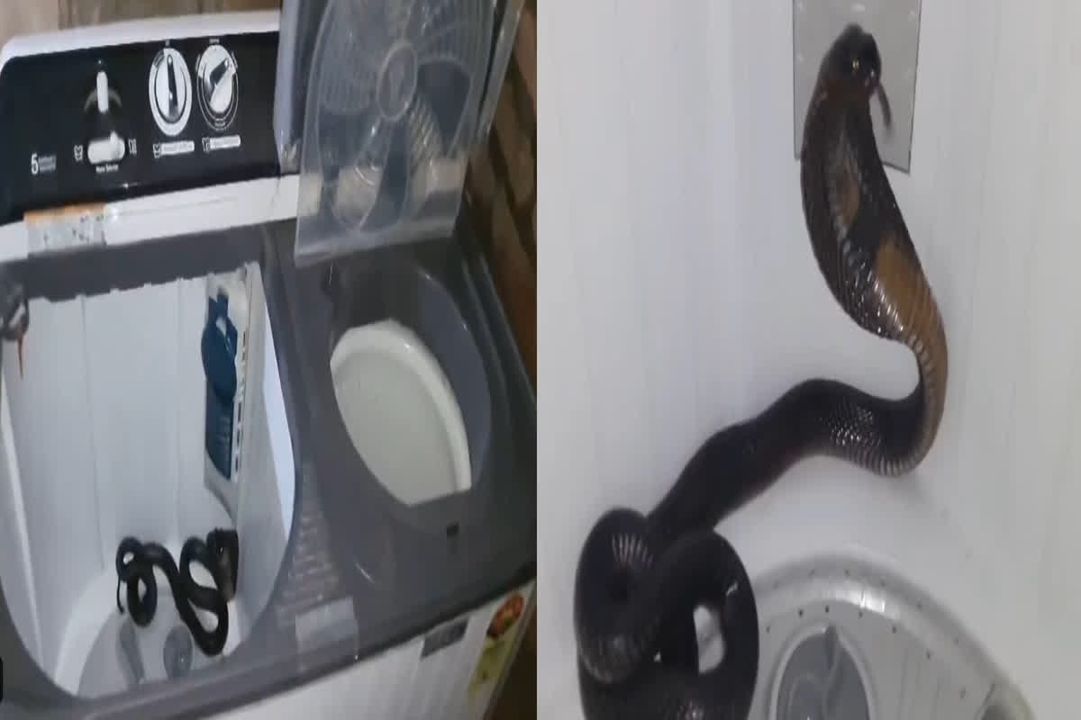 Cobra Found Inside Washing Machine: वाशिंग मशीन का ढक्कन हटाने से पहले सावधान! ये वीडियो देख उड़ जाएंगे आपके भी होश