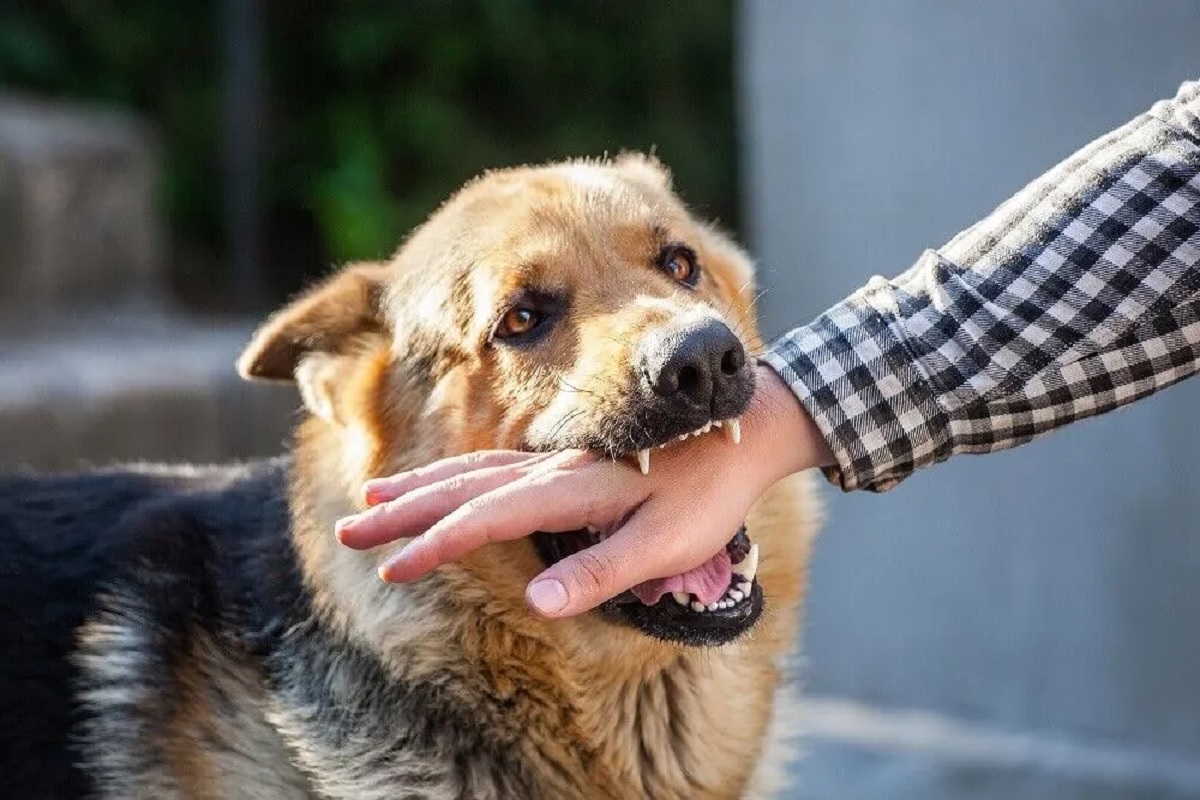 Street Dog Terror in Gwalior : स्ट्रीट डॉग का कहर.. 3 दिन में 604 लोगों को बनाया शिकार, अब तो घर से बाहर ​निकलने में डरते हैं लोग