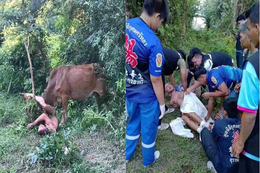 Tourist Try To Rape Cow in Thailand