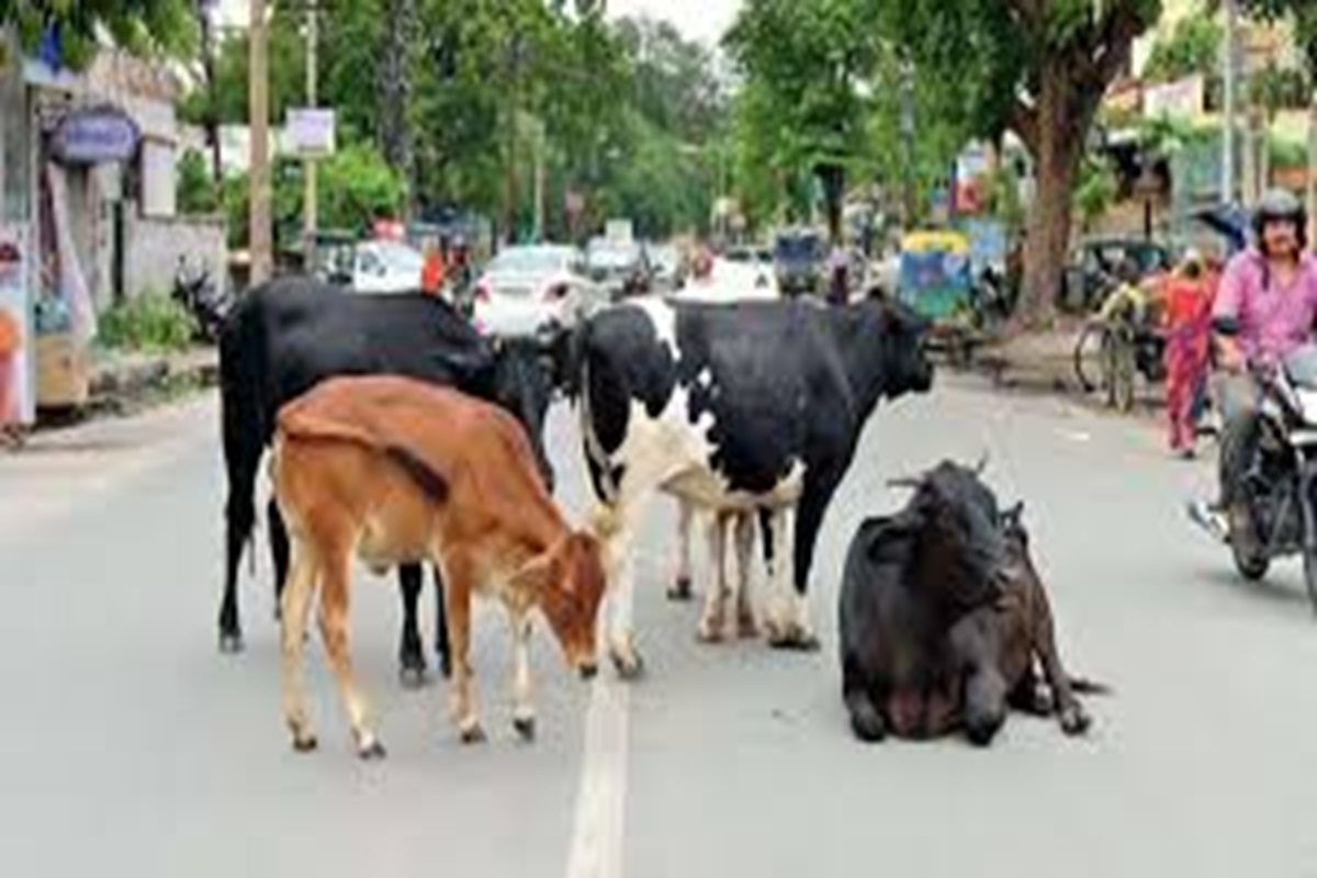 Gwalior News: आवारा पशुओं पर सख्त हुआ  हाई कोर्ट, नौ जिलों के कलेक्टर को नोटिस जारी कर मांगा जवाब