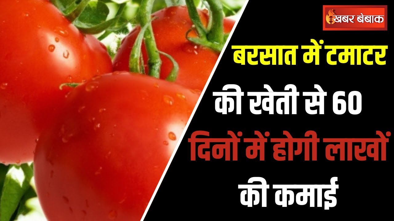 Tomato farming:बरसात में टमाटर की खेती| बेमिसाल टिप्स और ट्रिक्स | Top 5 Tomato Variety