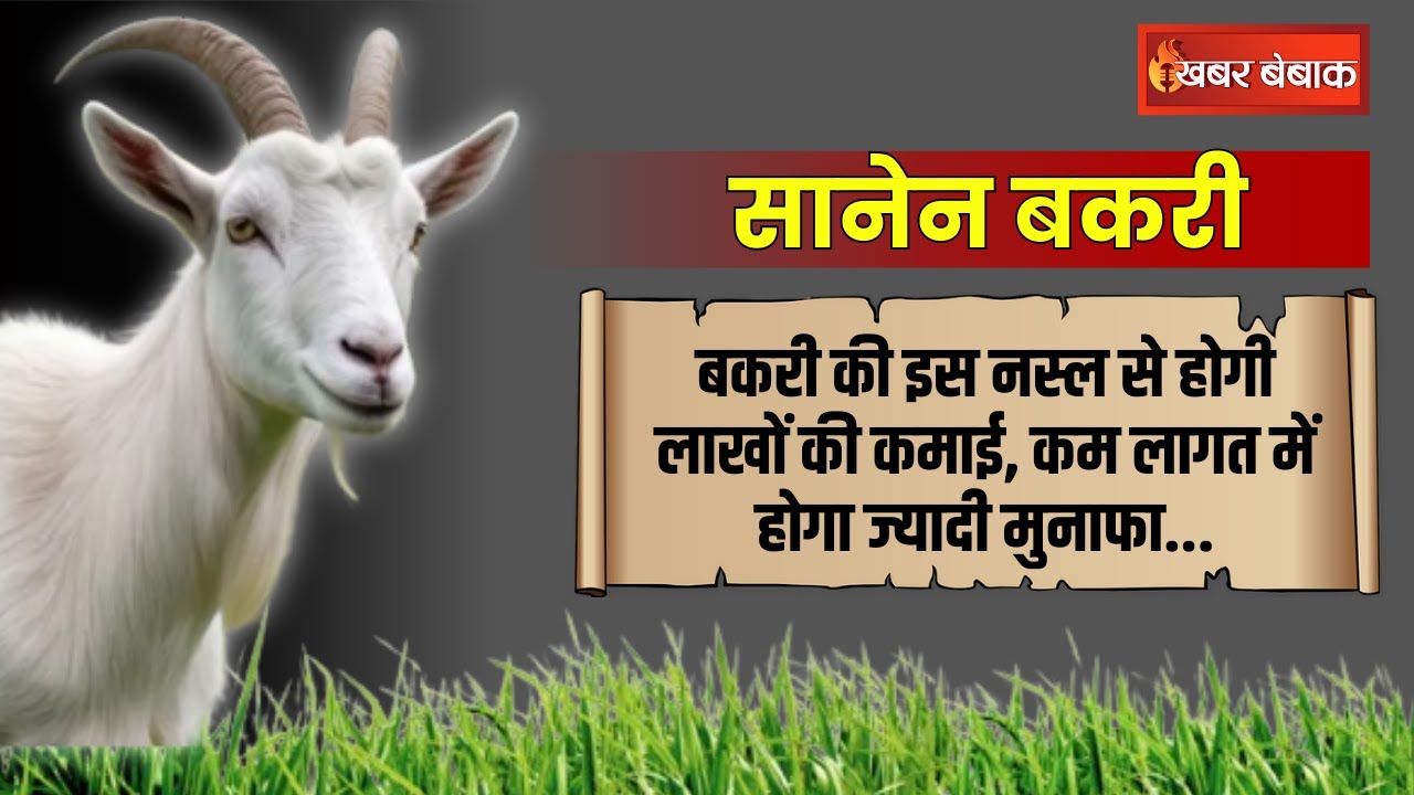Goat Farming: इस बकरी की नस्ल से कमाई का नया तरीका, अब कम खर्च में पाएं बड़ा फायदा…#goatfarming