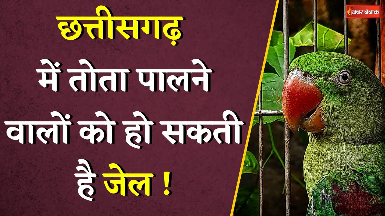 Chhattisgarh में तोता पालने वालों के खिलाफ कार्रवाई की तैयारी | एक हफ्ते में जमा नहीं कराने पर जेल!