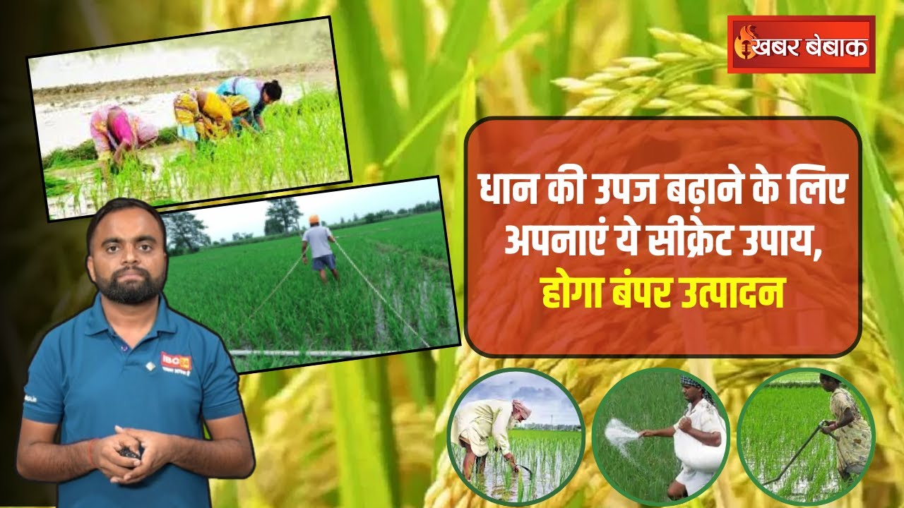 Paddy Farming: धान की उपज बढ़ाने के लिए अपनाएं ये सीक्रेट उपाय, होगा बंपर उत्पादन #RiceFarming