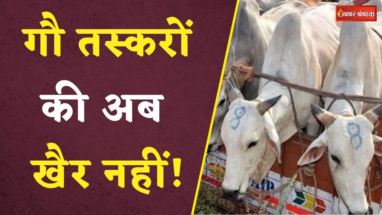 Cow Smuggling: गौ तस्करी करने वालों की अब खैर नहीं! प्रदेश में गौवंश संवर्धन और सुरक्षा कानून लागू