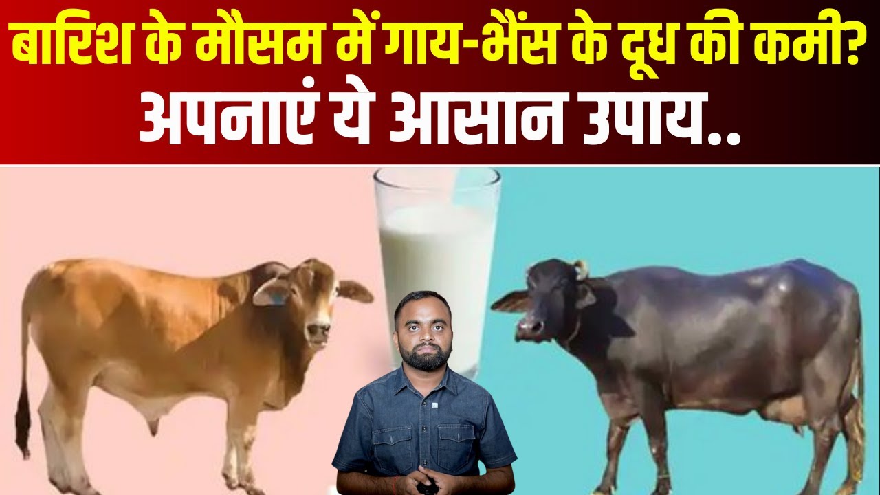 Buffalo-Cow Milk let down Problem?: दूध उत्पादन में कमी का समाधान – बारिश के मौसम में क्या करें?