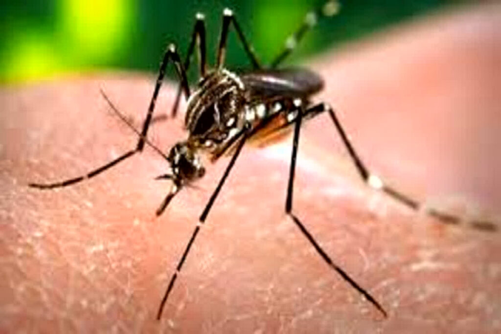 Dengue Outbreak In Raigarh