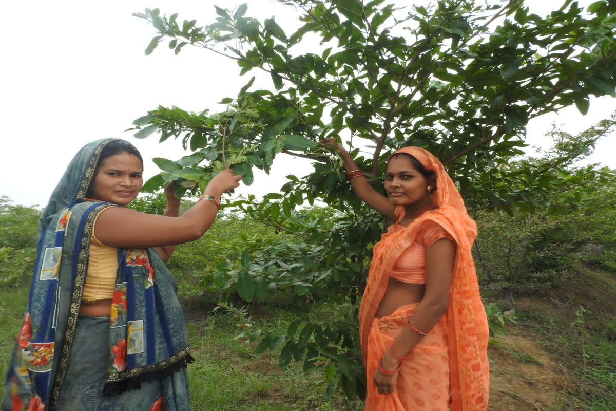 Swa Sahayata Samuh: कोसाफल उत्पादन कर समूह की आजीविका में हुई वृद्धि, कमा रहे 70 से 75 हजार रुपए की आमदनी