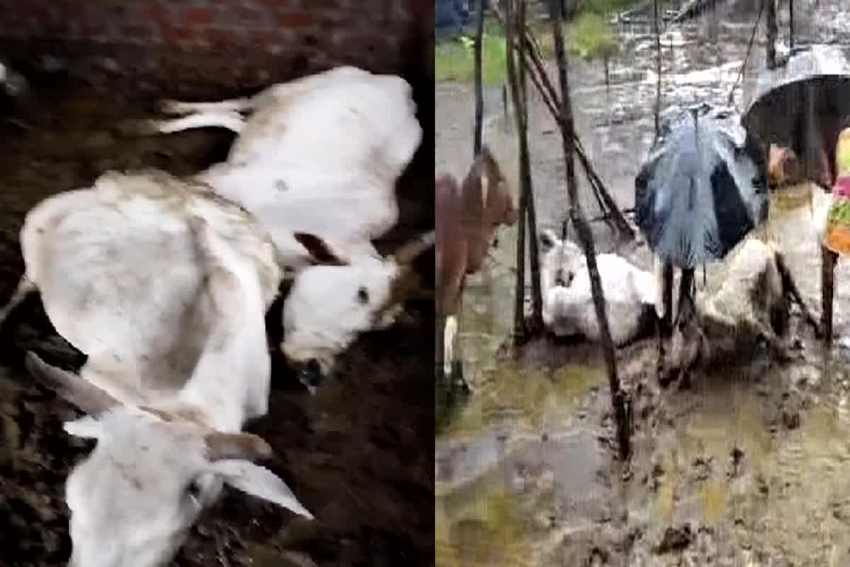 Sehora News: गौशाला में 11 गायों की मौत से मचा हड़कंप, बजरंग दल के कार्यकर्ताओं ने पुलिस में की शिकायत, सामने आई ये बड़ी वजह