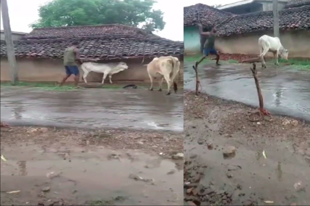 Sidhi Video Viral : पिता और बेटे की क्रूरता..! गाय पर पत्थर और फावड़े से किया ताबड़तोड़ वार, टूट गई रीढ़ की हड्डी, देखें वीडियो