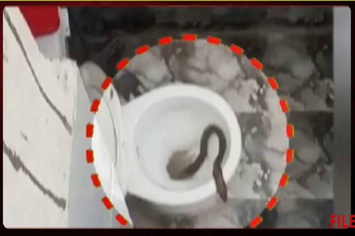Cobra Snake Found on Toilet Seat: कमोड में जीभ फड़फड़ाकर निकले 3 कोबरा सांप, देखकर फटी रह गई महिला की आंखें, वीडियो देखकर दहल जाएगा दिल
