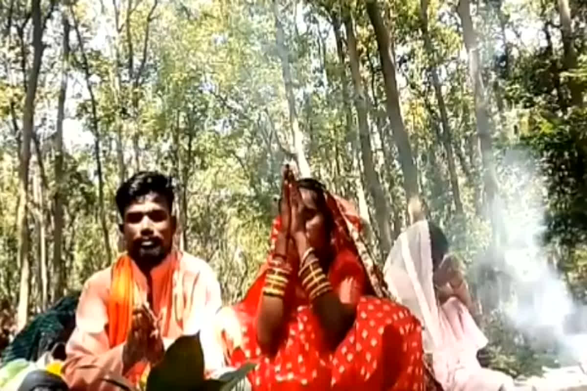 Van Devi Pooja in Jungle: वन देवी को मनाने के लिए कर रहे थे पूजा, अचानक श्रद्धालुओं पर धड़ाम से गिरा पेड़, मची चीख पुकार