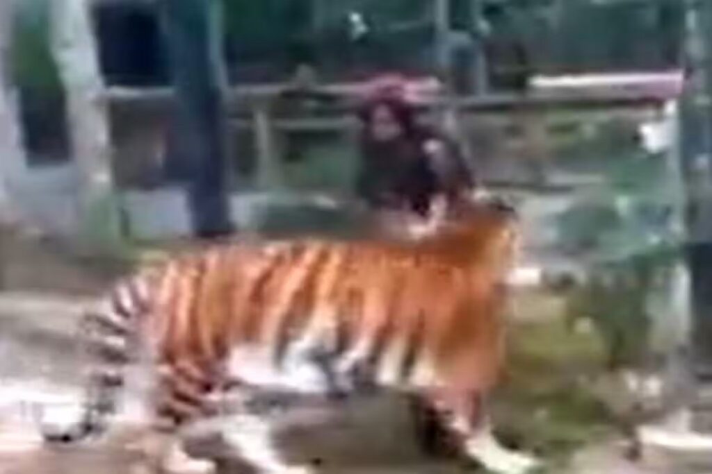 Girl reached near tiger's enclosure