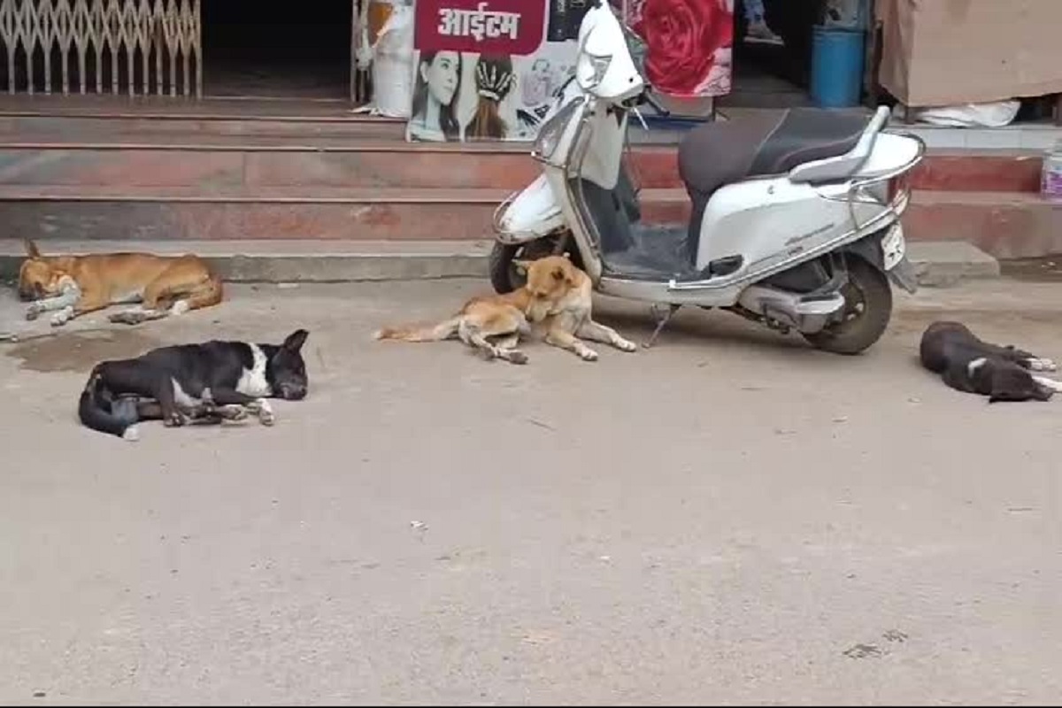 World Rabies Day: शहर के हर वार्ड में गैंग बनाकर घूमते हैं आवारा कुत्ते, इस जिले में ढाई साल में साढ़े नौ हजार लोग बने शिकार