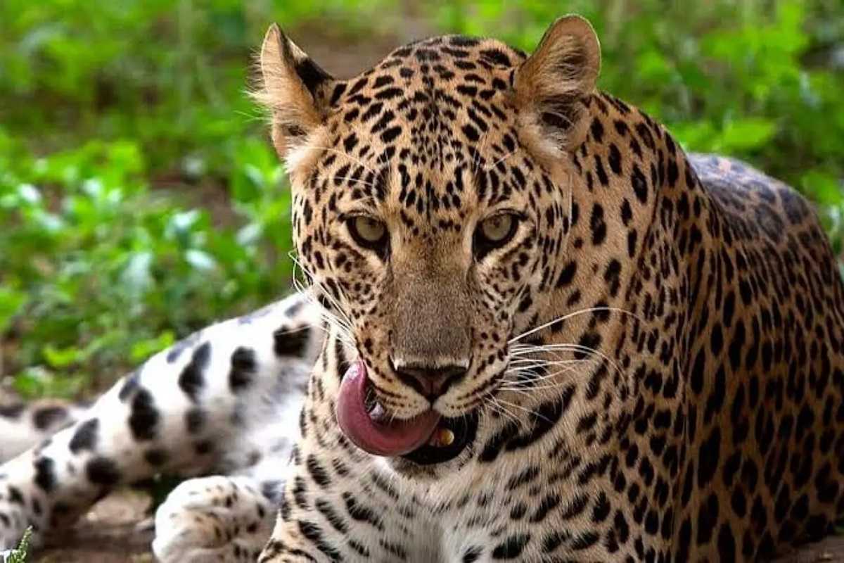 Leopard killed the child: आँगन में खेल रहे तीन साल के मासूम को जबड़े में दबोचकर ले गया तेंदुआ, मौत.. इलाके में पसरा सन्नाटा