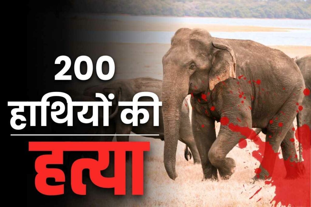 200 elephants to be killed in Zimbabwe | Status of elephants in India