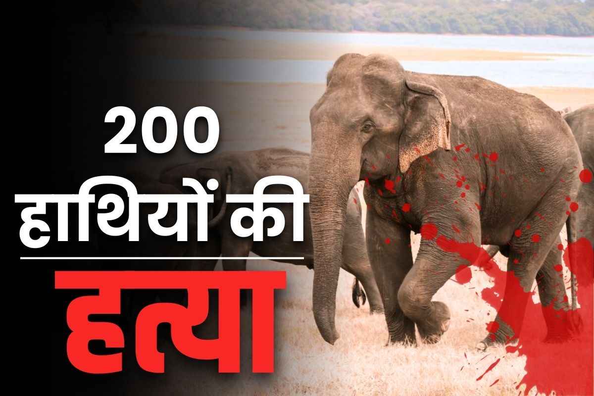 Kill 200 Elephants: 200 से ज्यादा हाथियों को मारने का फैसला.. इस इलाके के सात करोड़ लोगों को मिलेगी राहत, जानें ये कैसे मुमकिन