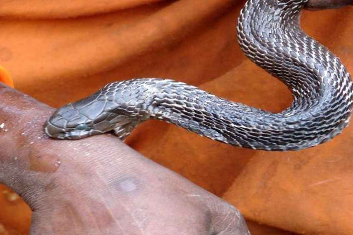 Snake Bite News: जहरीले सांप के काटने से तीन सगी बहनों की दर्दनाक मौत.. पिता की हालत भी बेहद नाजुक, परिवार में मचा कोहराम