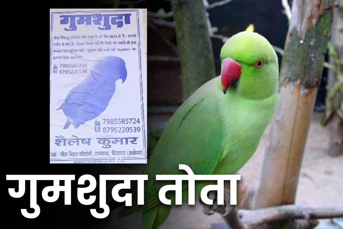 Pet Parrot Lost News: खो गया है पालतू तोता.. ढूंढकर लाने वाले को 10 हजार रुपये का नकद इनाम, आप भी पढ़ ले ये इश्तिहार..