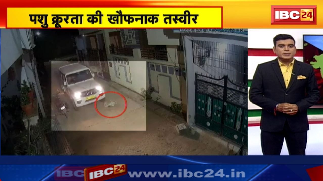 Satna Video : गाय के बछड़े पर चढ़ाई Car | देखिए पशु क्रूरता की खौफनाक तस्वीर