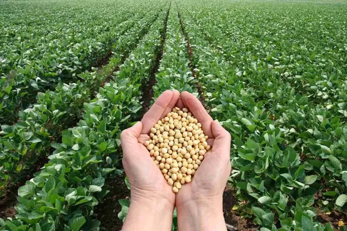 Soyabean Sabse Jyada Kaha Hota Hai? भारत में सबसे ज्यादा सोयाबीन कहां होता है? केंद्र सरकार ने जारी किए नए आंकड़े, मध्यप्रदेश बना King