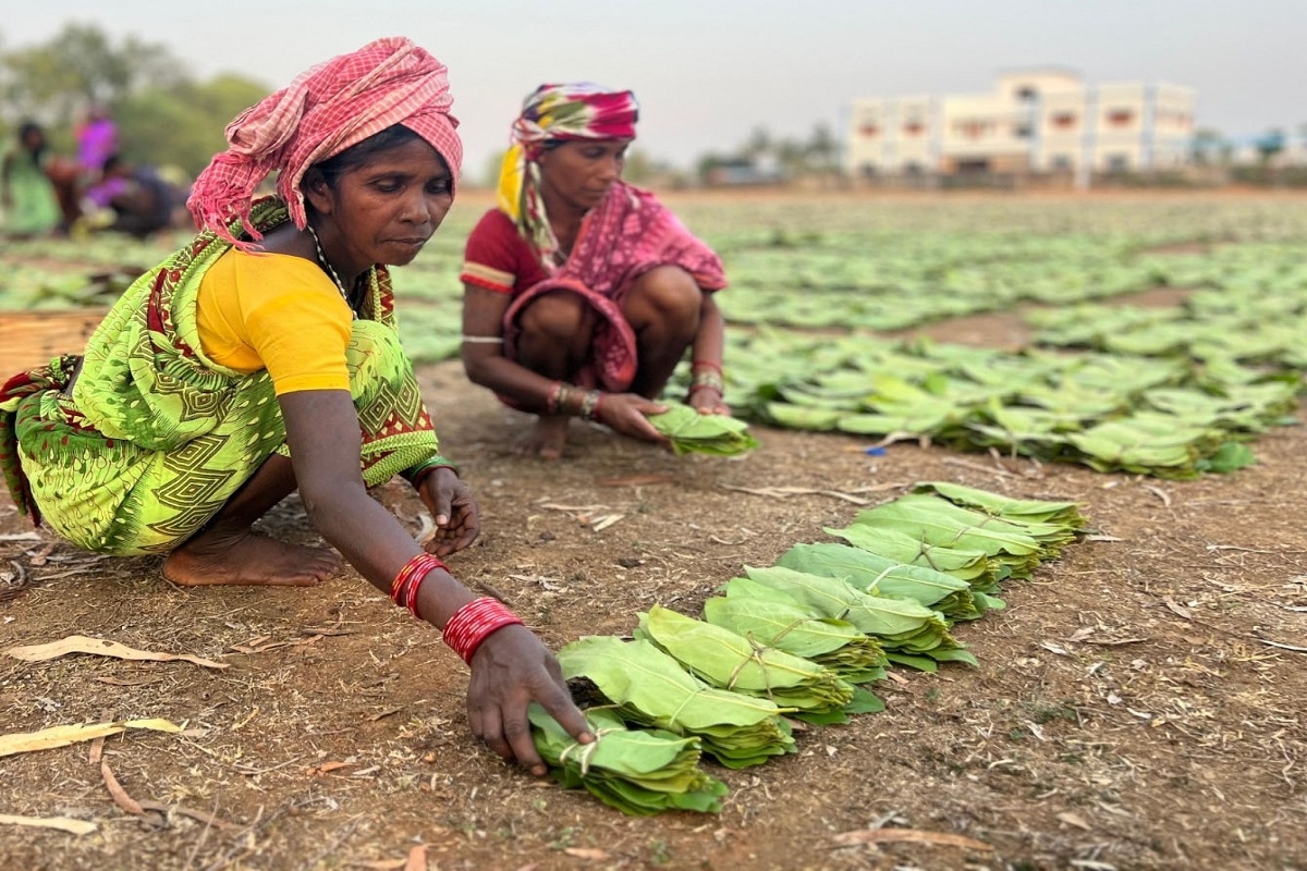 Charan Paduka Scheme : हरे सोने से हरियर हुआ मन, साय सरकार ने बढ़ाई तेंदूपत्ता की राशि, मिलेगा चरण पादुका, संग्राहक बोले- अब नइ गड़य पांव मा कांटा
