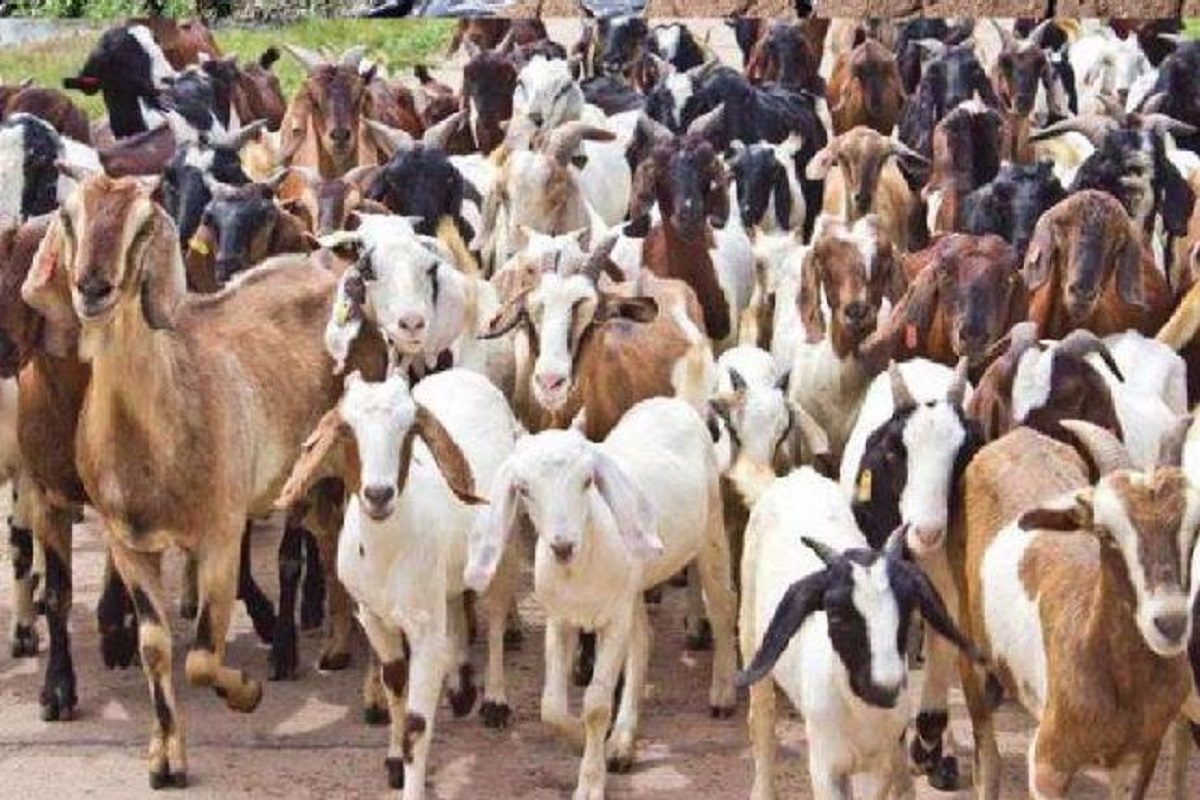 Bakri palan : बकरी पालन के लिए​ मिलेगा 50 लाख तक का लोन, जानें किस तरह से लें सरकारी योजना का लाभ