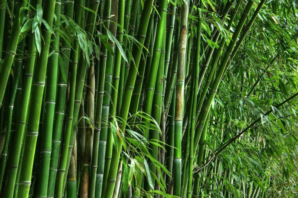 MP is first in the country in bamboo resources