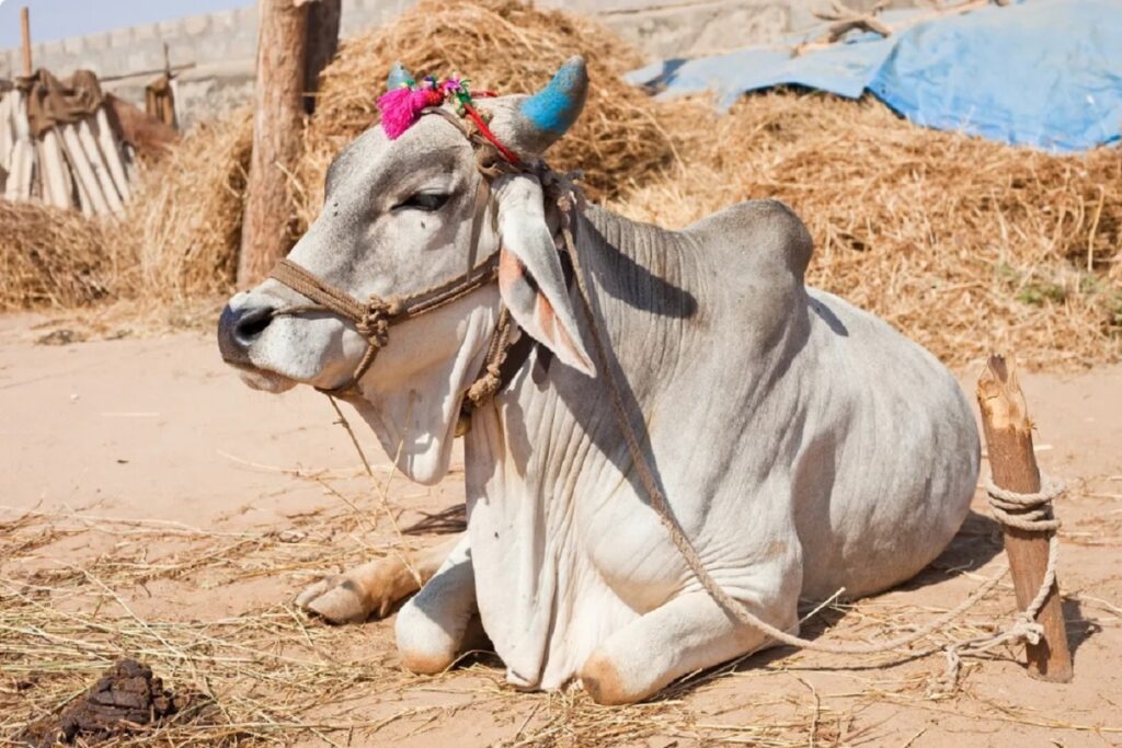 Cow was declared Rajmata