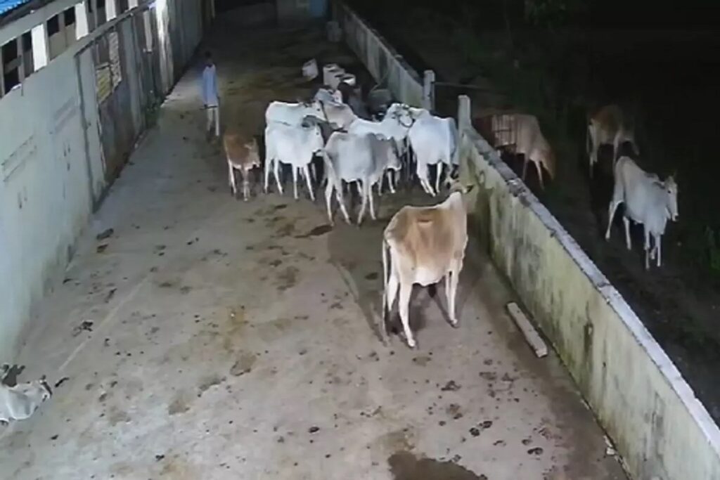 47 cows stolen from cowshed