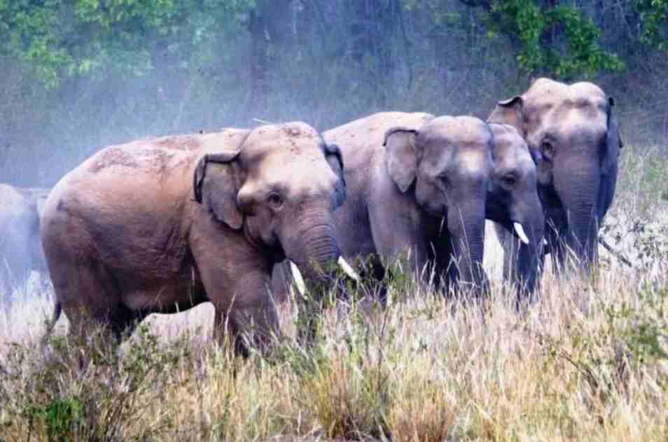 Youths of Chhattisgarh are getting trained as elephant trackers