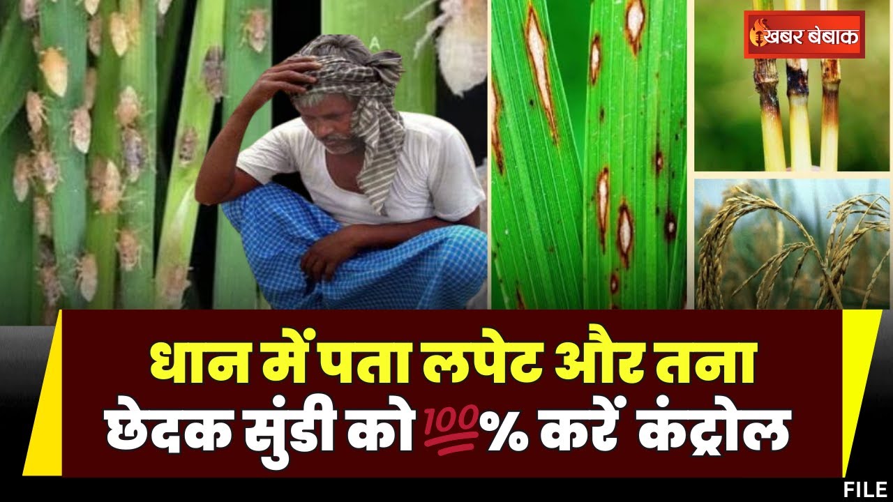 Paddy Stem Borer:किसान भाइयों सावधान| धान की फसल को बर्बाद कर सकता है तना छेदक रोग|जानिए कैसे रोकें