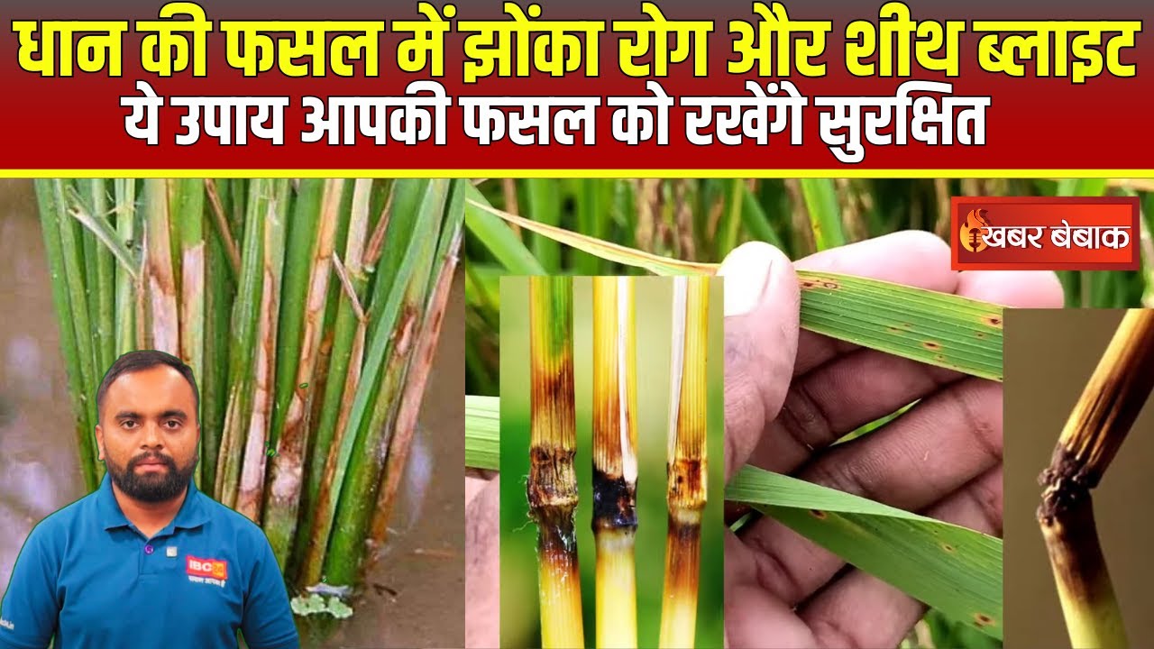 Paddy Crop Diseases: धान की फसल में झोंका और झुलसा रोग के ये हैं लक्षण| ऐसे कर सकते हैं कंट्रोल