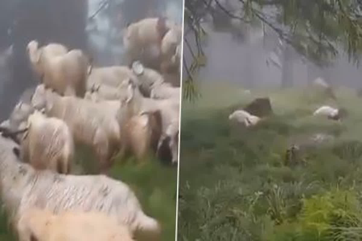Viral Video : आकाशीय बिजली की चपेट में आने से कई बकरियों की हुई मौत, सामने आया चौकाने वाला वीडियो