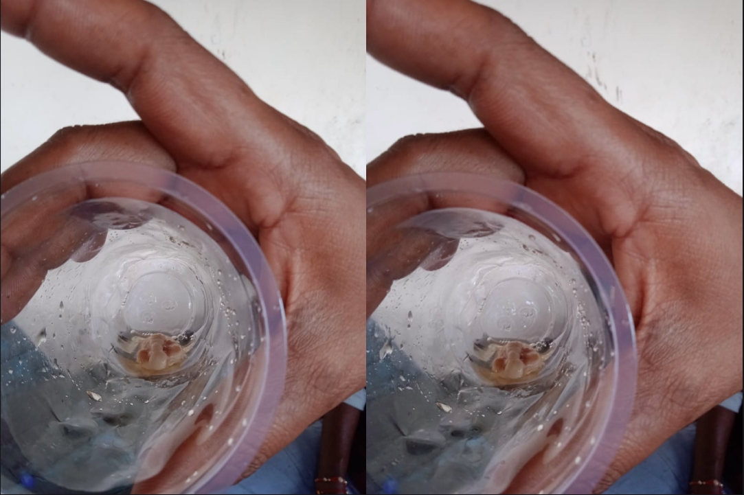 Beer me nikli mari hui Chipkali : किरकिरा हुआ पार्टी का मजा..जैसे ही ग्लास में निकाली बीयर, तैरती मिली मरी छिपकली, देखें तस्वीरें