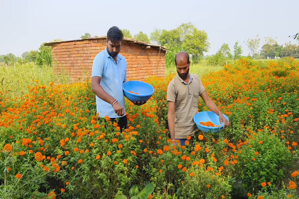 Marigold Flower Cultivation