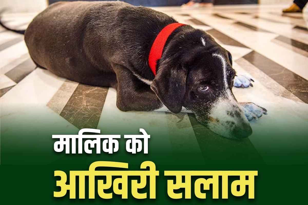 Ratan Tata Pet Dog Goa: रतन टाटा के पार्थिव शरीर से दूर नहीं जा रहा था उनका प्रिय कुत्ता ‘गोवा’.. अंतिम संस्कार में भी पहुंचा, 11 साल का रहा साथ